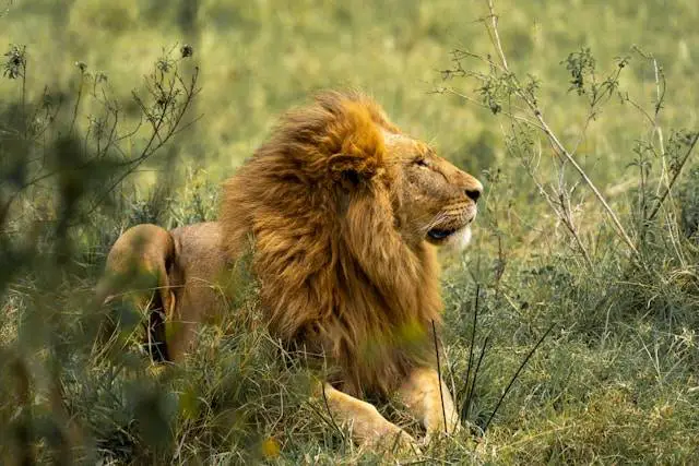 How to Become a Wildlife Photographer: Expert Guide